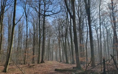 Führung durch den herbstlichen Kammerwald am 23.09.2025