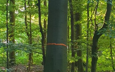 Was wird denn nun aus diesem Baum?